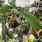 Philodendron 69689 6”