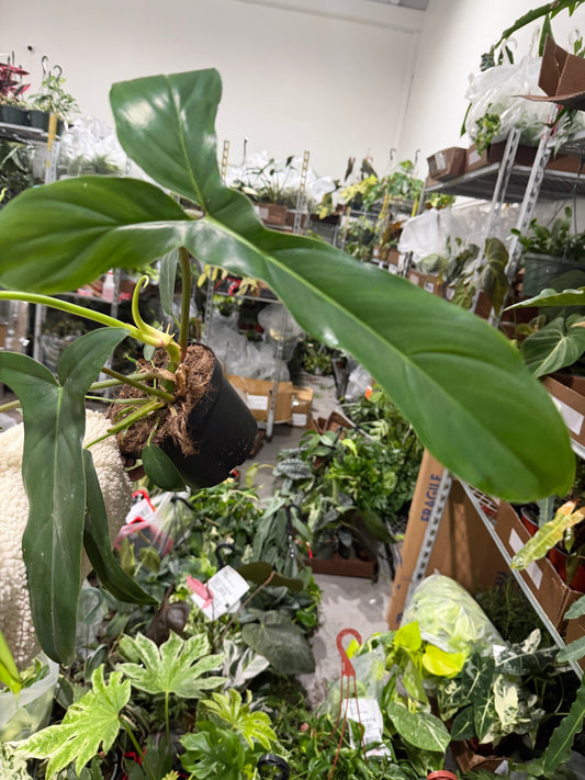 Philodendron 69689 6”