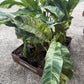 Epi Giganteum Marble 6”