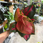 Algonema Siam Perfect 4”