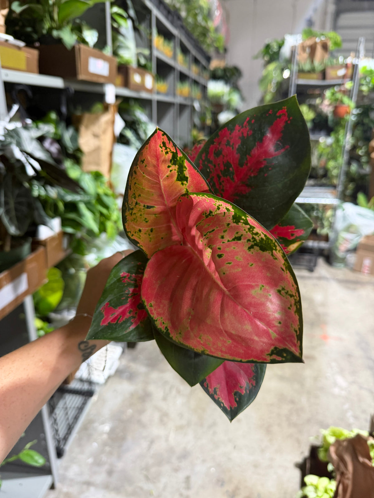 Algonema Siam Perfect 4”