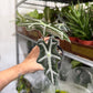Alocasia Nobilis 4”