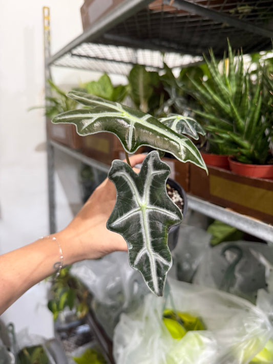 Alocasia Nobilis 4”