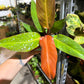 Philodendron Sun Red 4”