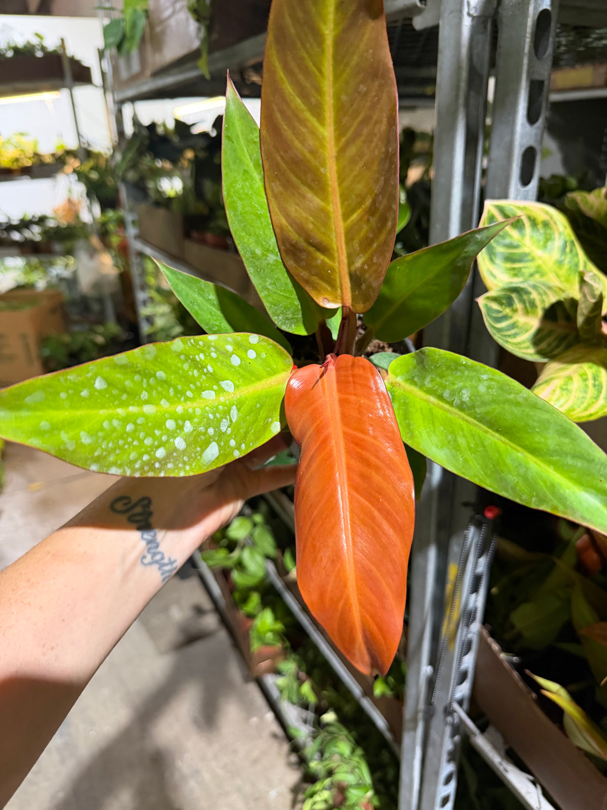 Philodendron Sun Red 4”