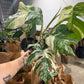Monstera Albo 6”