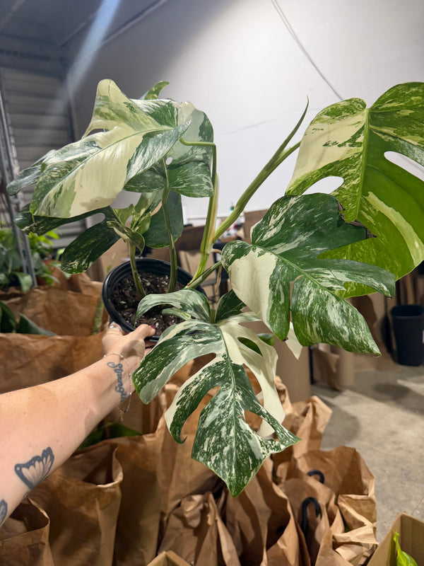 Monstera Albo 6”