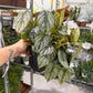 Philodendron Brandi 6”
