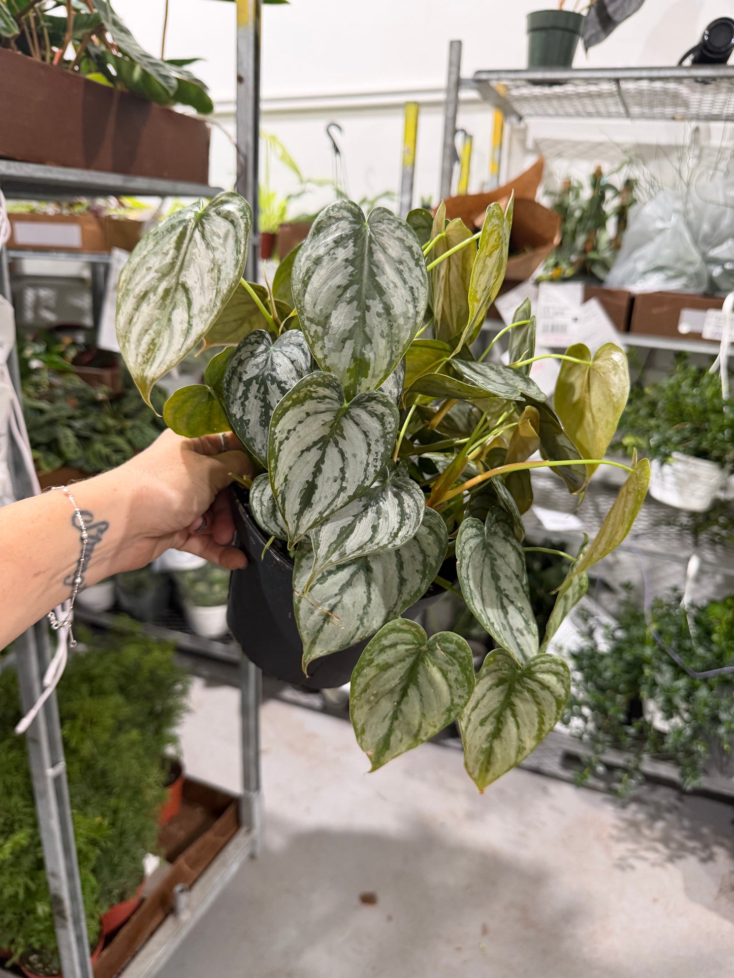 Philodendron Brandi 6”