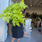 Philodendron Warscewiczii 6”