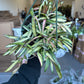 Hoya Variegated Wayetti 8”