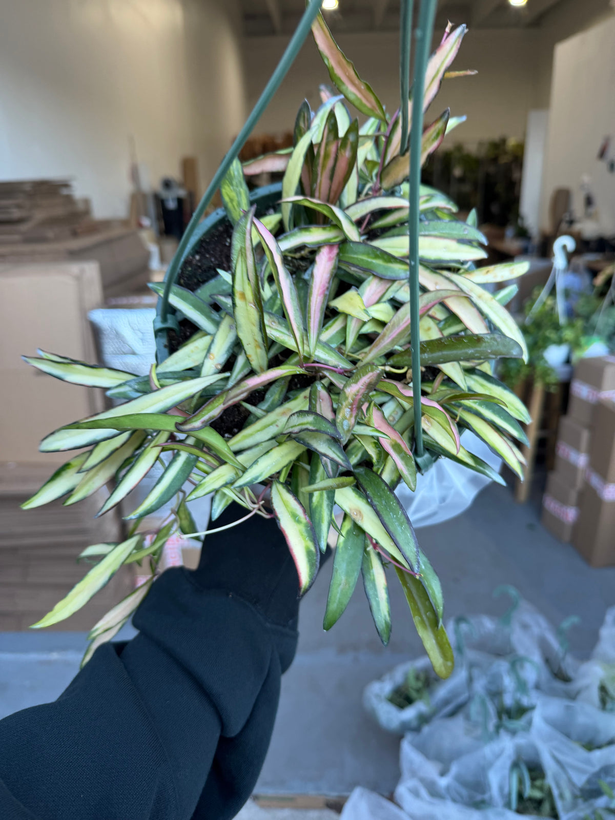 Hoya Variegated Wayetti 8”