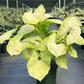 Syngonium Kiwi 6”