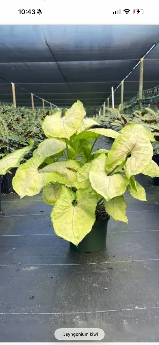 Syngonium Kiwi 6”