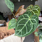 Anthurium Crystallinum 6”