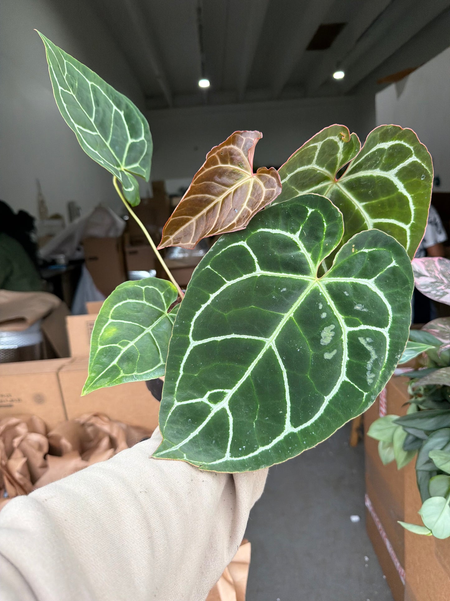 Anthurium Crystallinum 6”