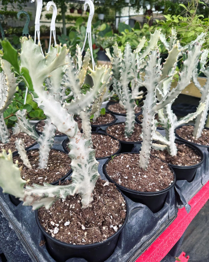 Euphorbia lactea 6” - PlantlyAddicted