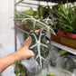 Alocasia Nobilis 4”