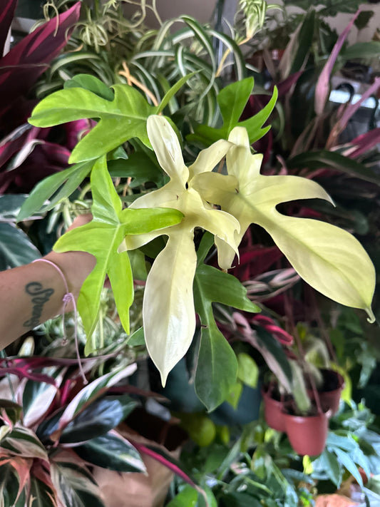 FL beauty + 4” Ghost (2) - PlantlyAddicted