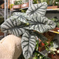 Alocasia Sliver Dragon 6”