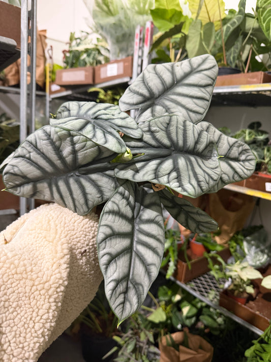 Alocasia Sliver Dragon 6”