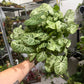 Syngonium Glo Go 6”