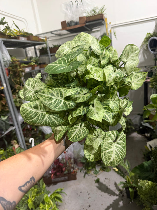 Syngonium Glo Go 6”