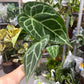 Anthurium Crystallinum 4”