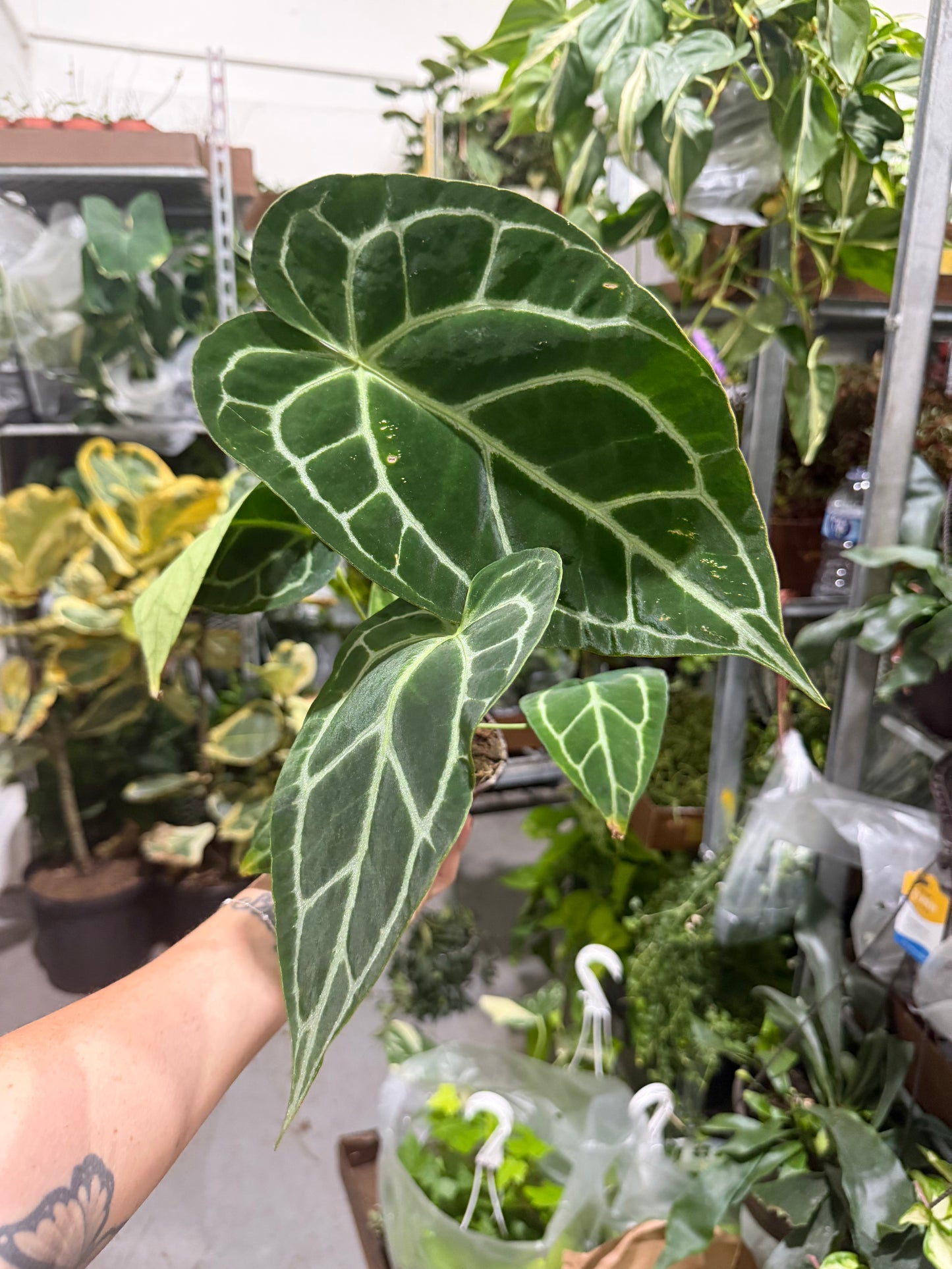 Anthurium Crystallinum 4”