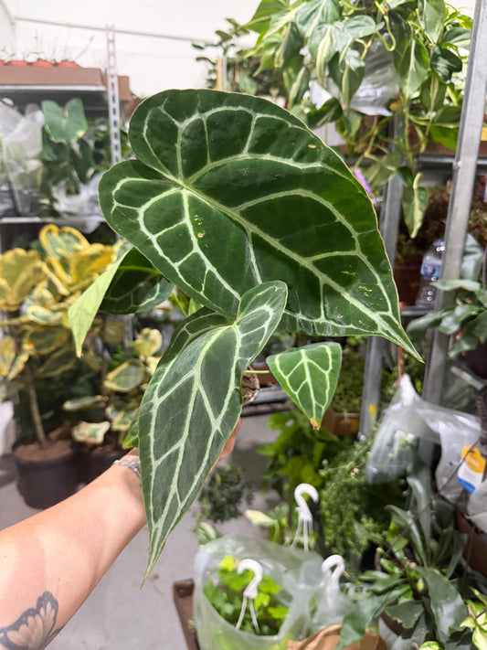 Anthurium Crystallinum 4”