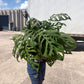 Monstera Esquilleto XL