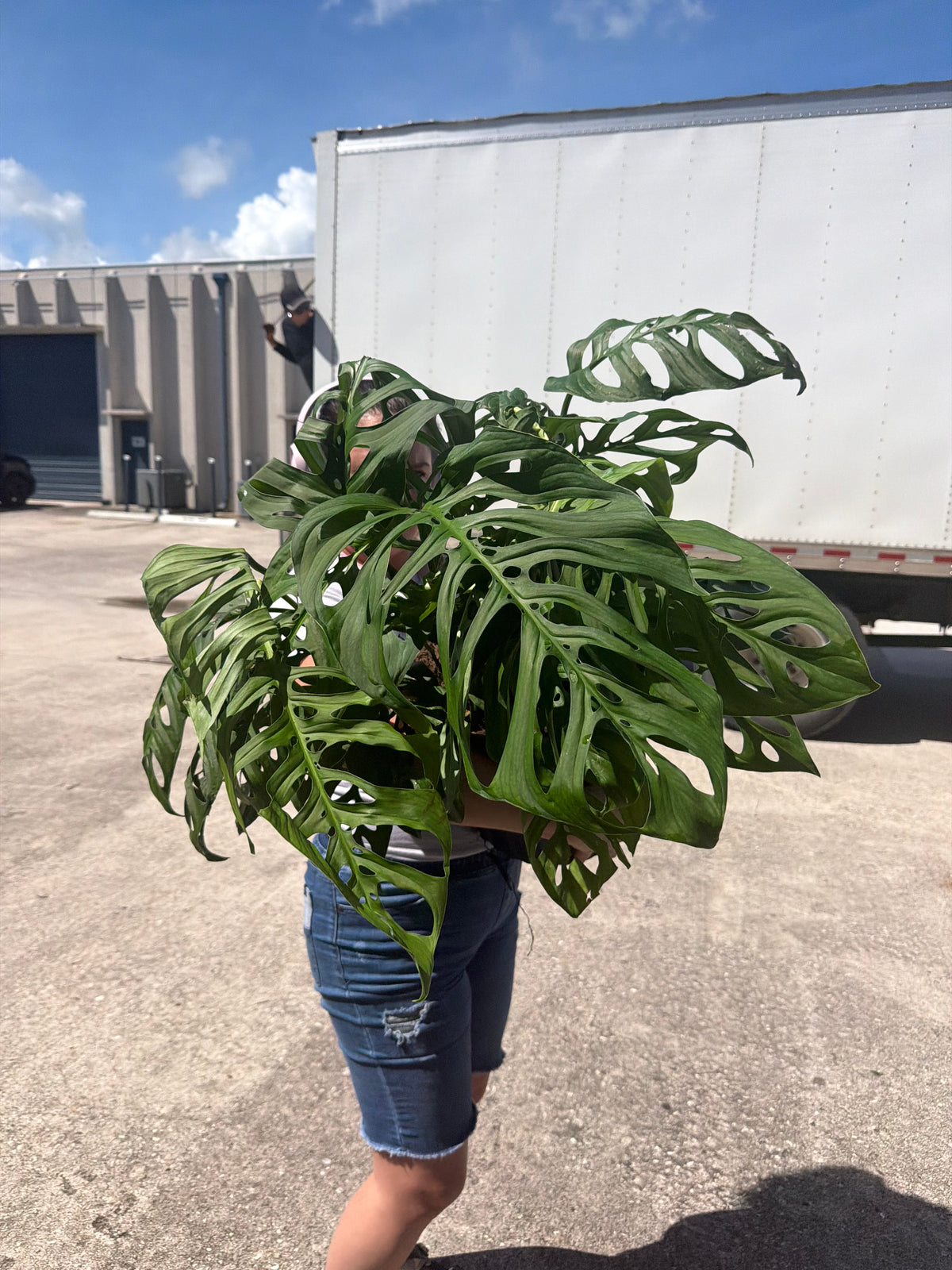 Monstera Esquilleto XL