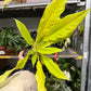 Philodendron Golden Crocodile 4”