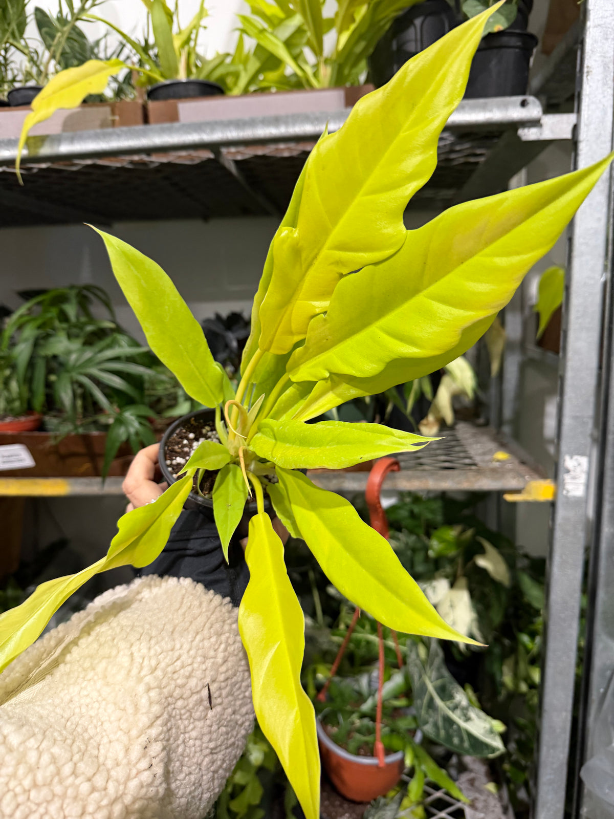 Philodendron Golden Crocodile 4”