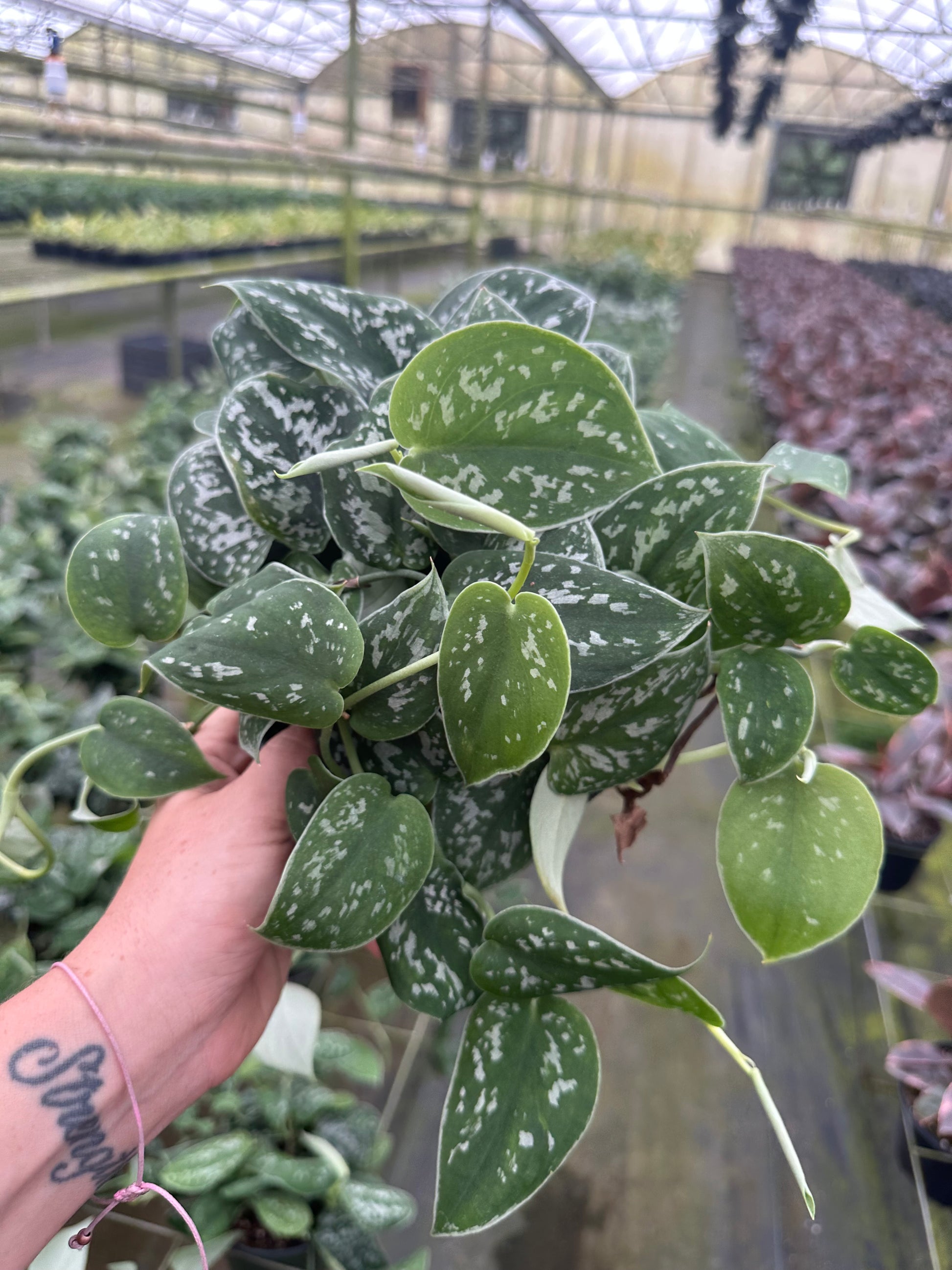 6” Silver Satin Pictus - PlantlyAddicted