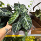 Alocasia Ninja Tricolor 6”