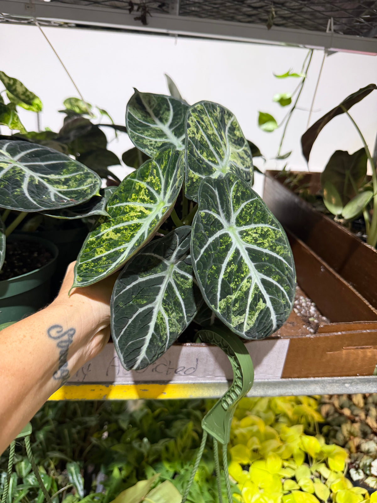 Alocasia Ninja Tricolor 6”