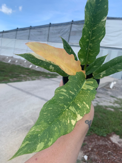 Ring of Fire Philodendron/ LIVE PLANT 4” - PlantlyAddicted