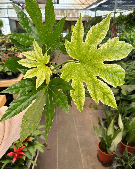 Fatsia Spider Web 6” - PlantlyAddicted