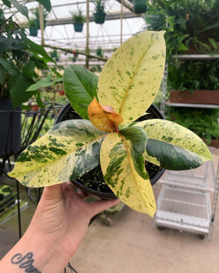 Ficus Shiverana 6” Variegated - PlantlyAddicted