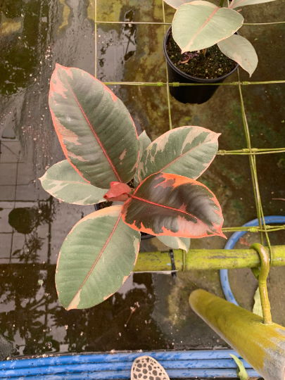 Ficus Ruby 6” - PlantlyAddicted