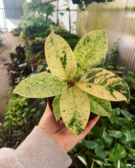 Ficus Shiverana 6” Variegated - PlantlyAddicted