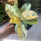 Ficus shiverana 6” - PlantlyAddicted