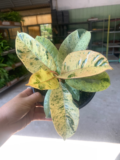 Ficus shiverana 6” - PlantlyAddicted