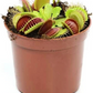 Flytrap VFT - PlantlyAddicted