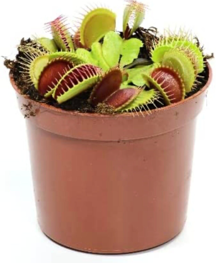 Flytrap VFT - PlantlyAddicted