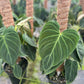 8” Philodendron Glorious - PlantlyAddicted