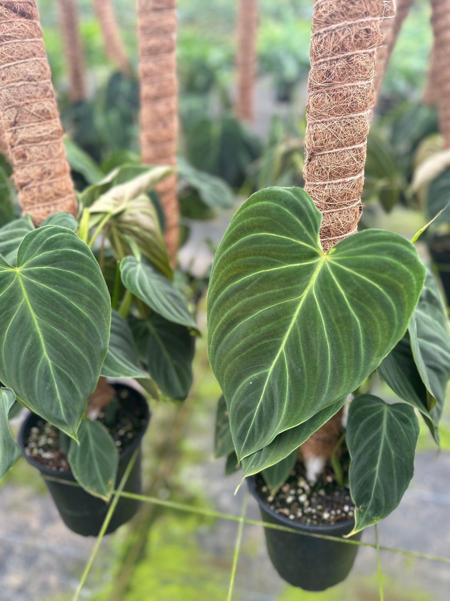 8” Philodendron Glorious - PlantlyAddicted