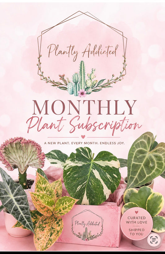 PLANTLYADDICTED MONTHLY SUBSCRIPTION (1 plant every month)