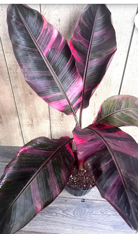PINK MUSA BANANA 🩷